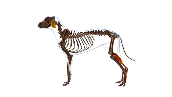 Anatomia Músculo Cão Músculo Flexor Digitorum Superficialis Para Ilustração Médica — Fotografia de Stock