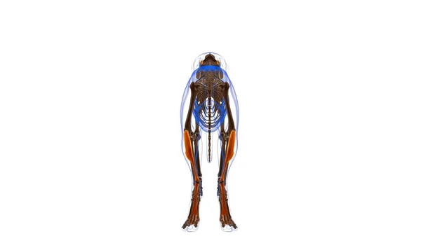 Flexor Digitorum Superficialis Muscle Anatomia Mięśni Psa Koncepcji Medycznej Ilustracja — Zdjęcie stockowe