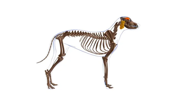 フロントタリス筋肉 3Dイラスト 医学の概念のための犬の筋肉解剖 — ストック写真