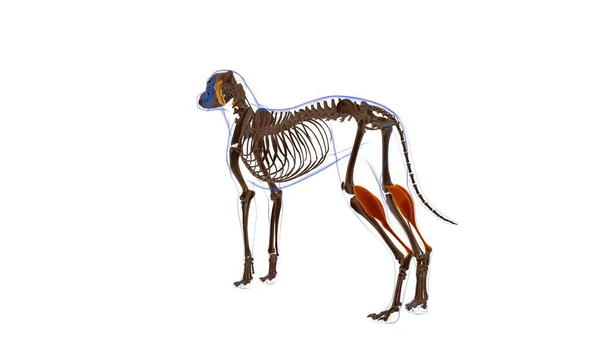 Gastrocnemius Muskel Hundmuskel Anatomi För Medicinskt Koncept Illustration — Stockfoto