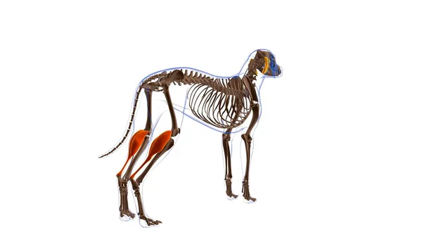 Anatomia Músculo Cão Músculo Gastrocnemius Para Ilustração Médica Conceito — Fotografia de Stock