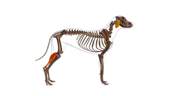 ガストロネミウスの筋肉犬の筋肉解剖学 3Dイラスト — ストック写真