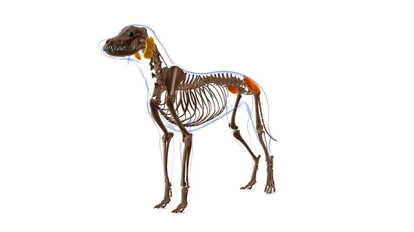 グルテウス メディウスの筋肉犬の筋肉解剖学 3Dイラスト — ストック写真
