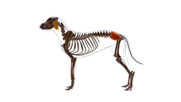 Anatomia Músculo Cão Músculo Medius Glúteo Para Ilustração Médica Conceito — Fotografia de Stock