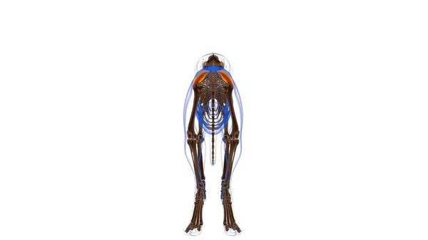 Gluteus Medius Spier Hond Spier Anatomie Voor Medisch Concept Illustratie — Stockfoto
