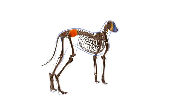 Gluteus Medius Μυών Σκύλος Ανατομία Μυών Για Medical Concept Εικονογράφηση — Φωτογραφία Αρχείου