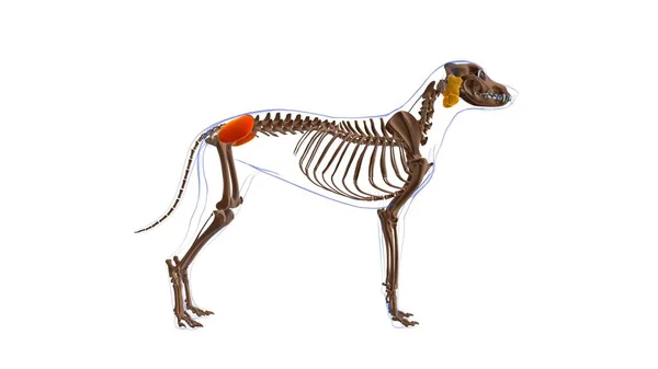 グルテウス メディウスの筋肉犬の筋肉解剖学 3Dイラスト — ストック写真