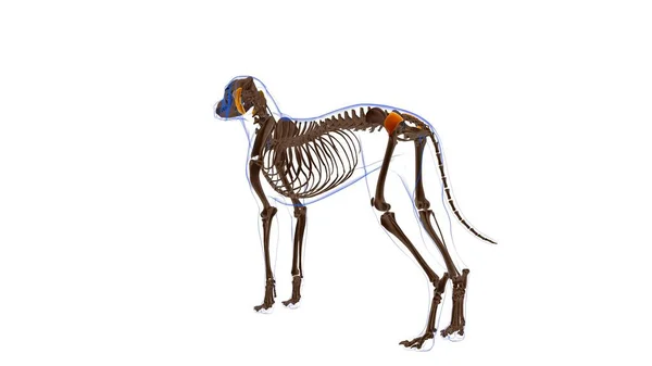 Gluteus Superficialis Muscolo Anatomia Del Muscolo Del Cane Concetto Medico — Foto Stock