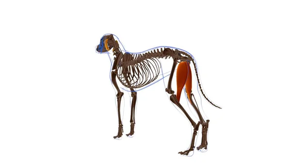 Gracilis Muscolo Anatomia Del Muscolo Del Cane Concetto Medico Illustrazione — Foto Stock