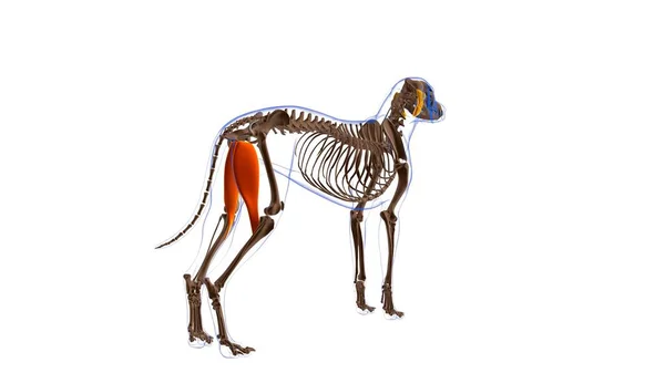 Anatomia Músculo Cão Músculo Gracilis Para Ilustração Médica Conceito — Fotografia de Stock