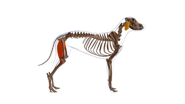 Gracilis Muscolo Anatomia Del Muscolo Del Cane Concetto Medico Illustrazione — Foto Stock