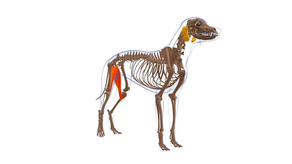 慈悲深い筋肉犬の筋肉解剖学的構造 3Dイラスト — ストック写真
