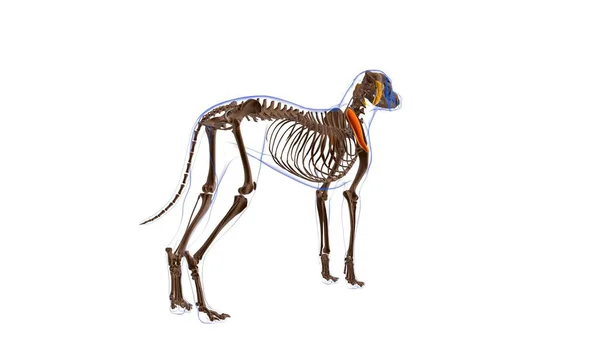 Infraspinatus Muscolo Anatomia Del Muscolo Del Cane Concetto Medico Illustrazione — Foto Stock