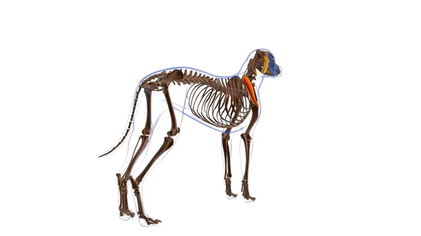 Anatomia Músculo Cão Músculo Infraspinatus Para Ilustração Médica Conceito — Fotografia de Stock