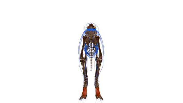 Anatomia Músculo Cão Músculo Interossei Para Ilustração Médica Conceito — Fotografia de Stock