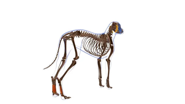 Anatomia Músculo Cão Músculo Interossei Para Ilustração Médica Conceito — Fotografia de Stock