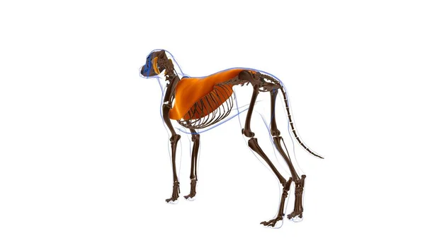 Latissimus Dorsi Kas Gücü Köpek Kası Tıbbi Konsept Için Anatomi — Stok fotoğraf