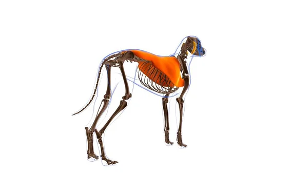 Latissimus Dorsi筋肉犬の筋肉解剖学 3Dイラスト — ストック写真