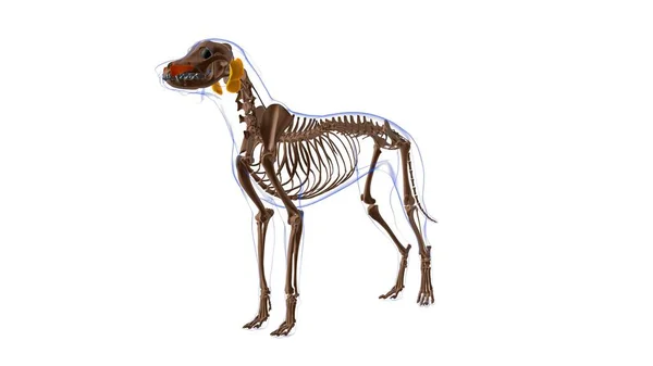 Anatomia Músculo Cão Músculo Levantador Labii Maxillaris Para Ilustração Médica — Fotografia de Stock