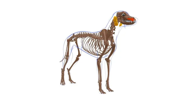 Levator Labii Maxillaris筋肉 犬の筋肉解剖学的構造3Dイラスト — ストック写真