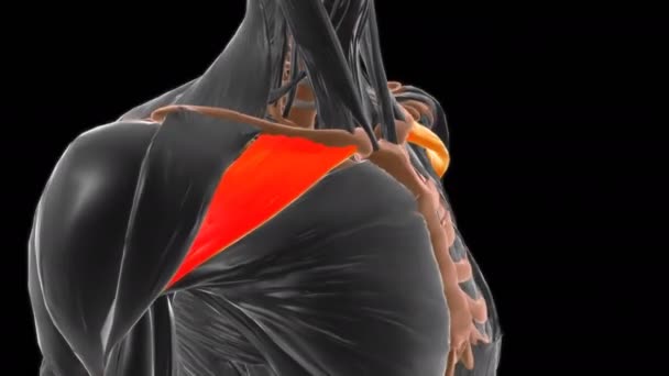 Parte Clavicular Anatomía Muscular Mayor Pectoral Para Concepto Médico Ilustración — Vídeo de stock