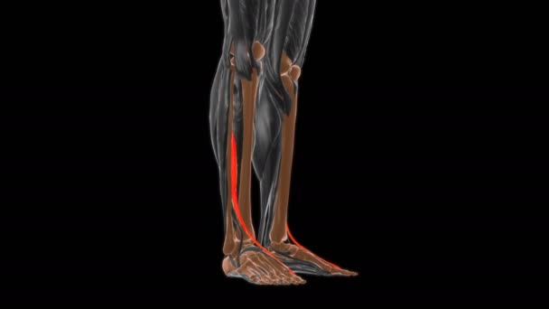 Extensor Hallucis Longus Anatomía Muscular Para Concepto Médico Ilustración — Vídeo de stock