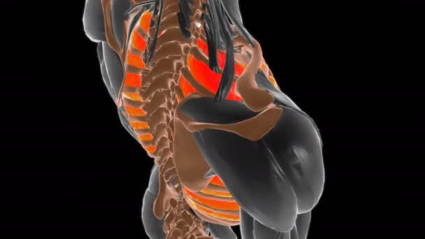 Externe Interkostaler Muskel Anatomie Für Medizinisches Konzept Illustration — Stockvideo