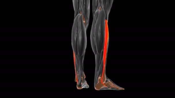 医学概念三维图解的腓骨长肌解剖 — 图库视频影像