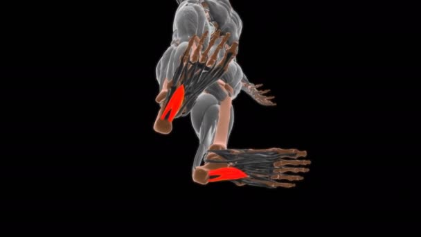 Anatomía Muscular Accesoria Flexor Para Ilustración Del Concepto Médico — Vídeos de Stock