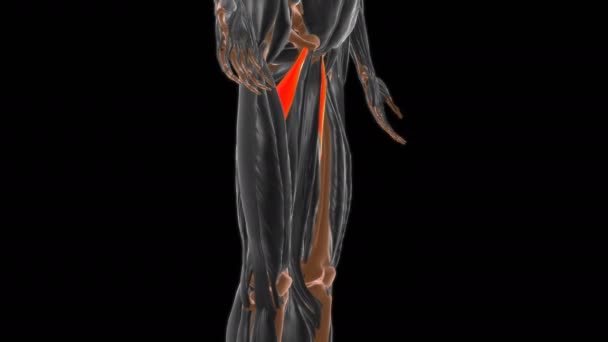 Adductor Brevis Muscle Anatomy Medical Concept Illustration — Stock video