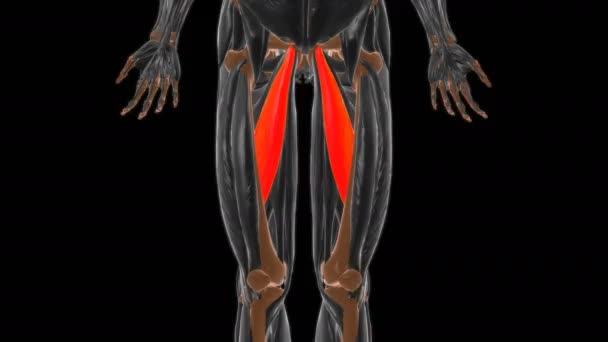 Adductor Longus Muscle Anatomy Medical Concept Illustration — Stock Video