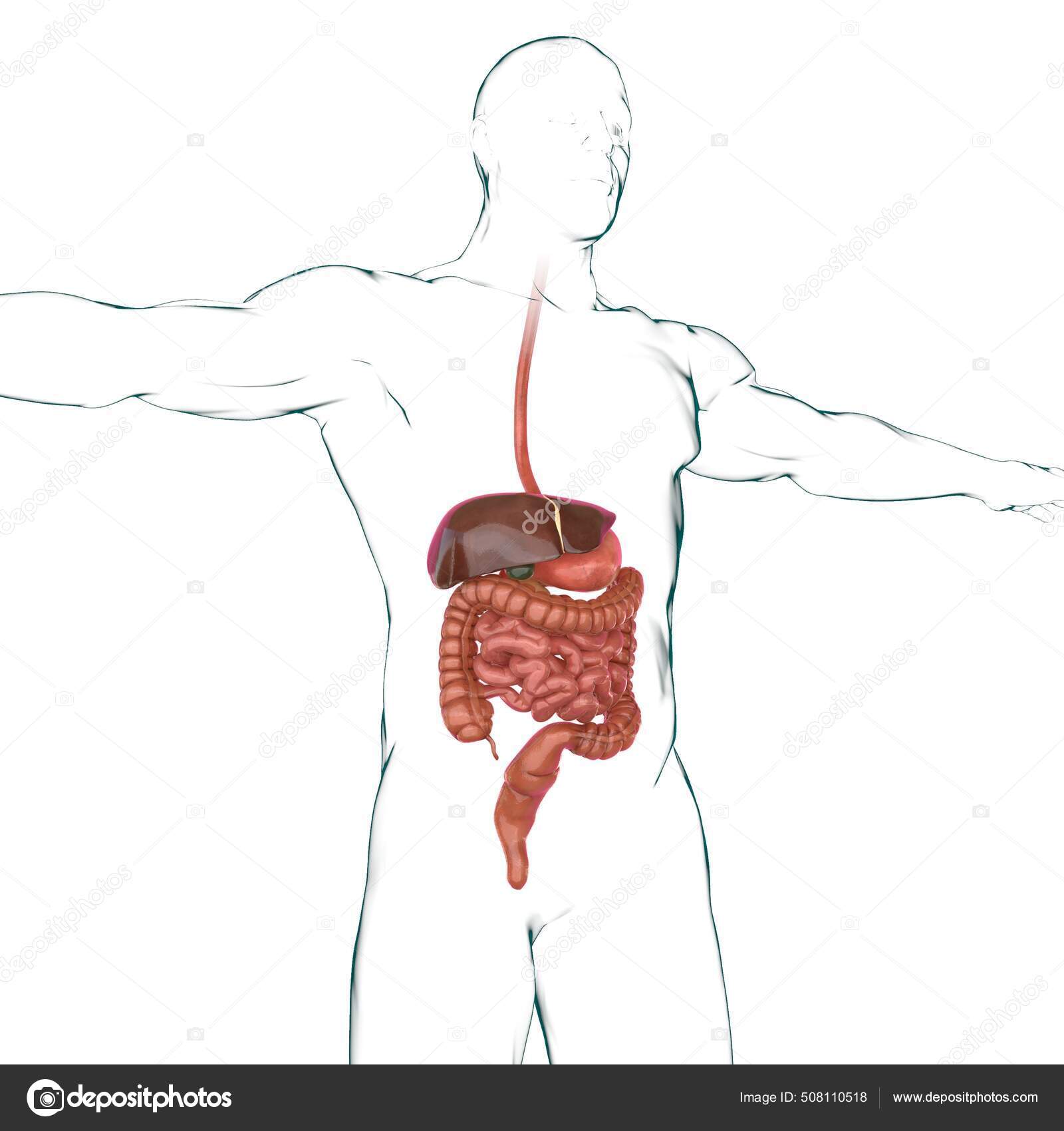 Digestive system diagram match Diagram  Quizlet