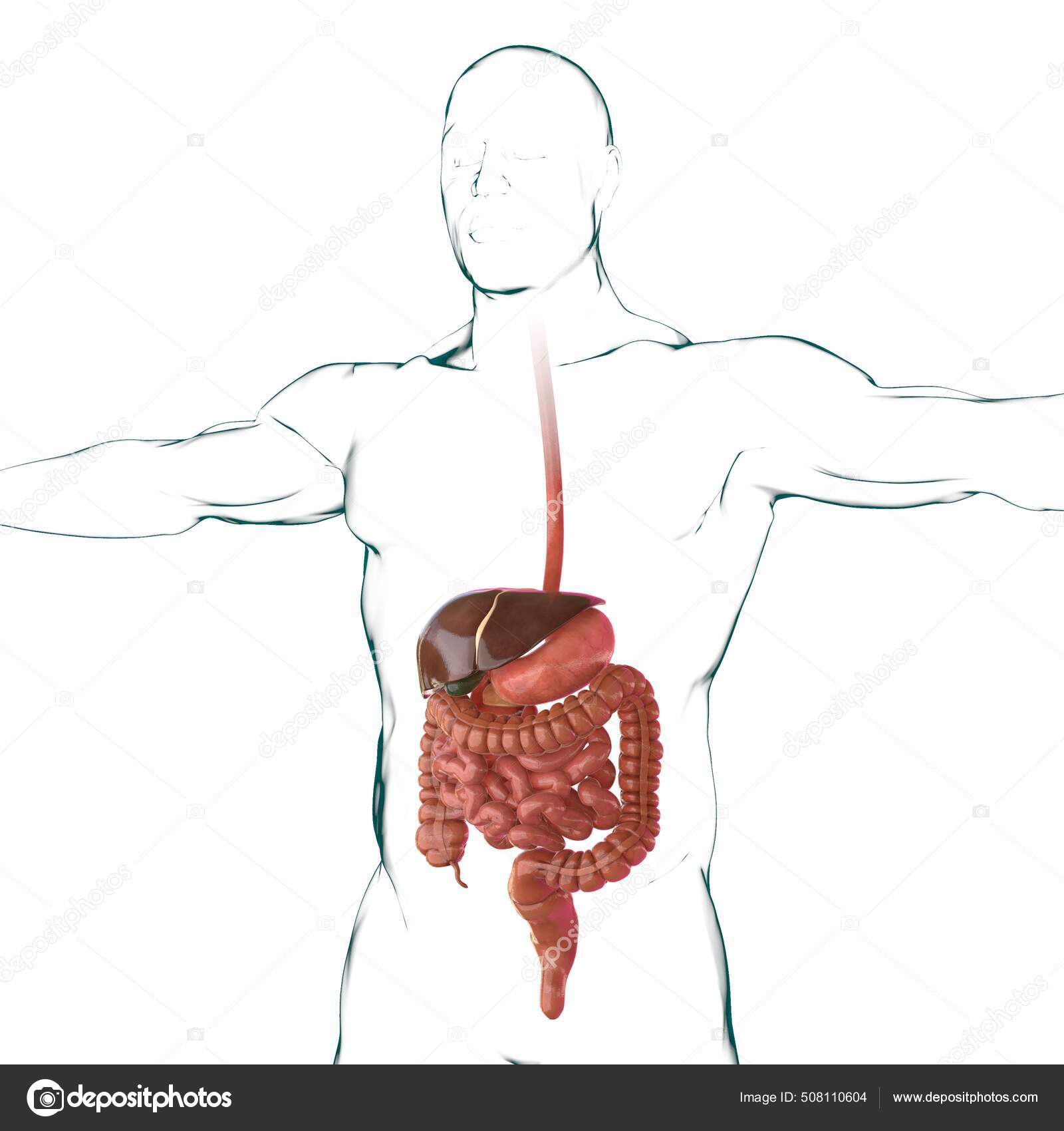 Human Digestive System Unlabeled