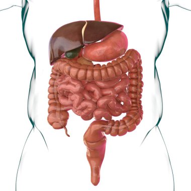 Tıbbi Konsept 3B Resim İçin İnsan Sindirim Sistemi Anatomisi