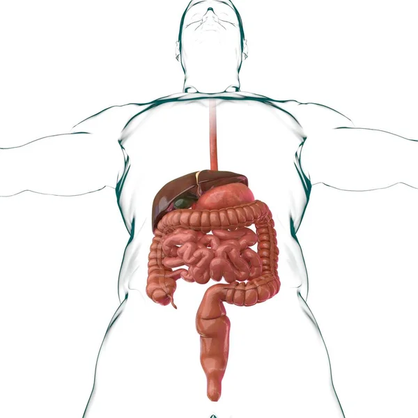 Anatomía Del Sistema Digestivo Humano Para Concepto Médico Ilustración —  Fotos de Stock