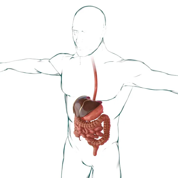 Ludzki Układ Pokarmowy Anatomia Medyczna Koncepcja Ilustracja — Zdjęcie stockowe