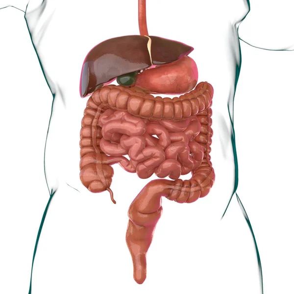 Система Травлення Людини Анатомія Медичної Концепції Ілюстрація — стокове фото