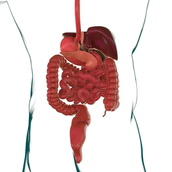 Anatomi Sistem Pencernaan Manusia Untuk Konsep Medis Ilustrasi — Stok Foto