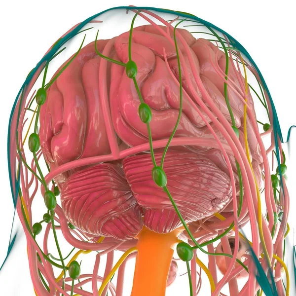 Anatomía Cerebral Humana Para Concepto Médico Ilustración —  Fotos de Stock