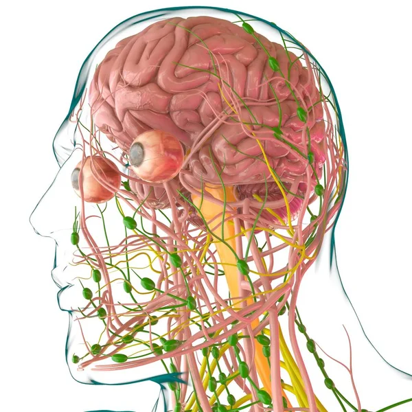 Anatomia Cérebro Humano Para Ilustração Médica Conceito — Fotografia de Stock