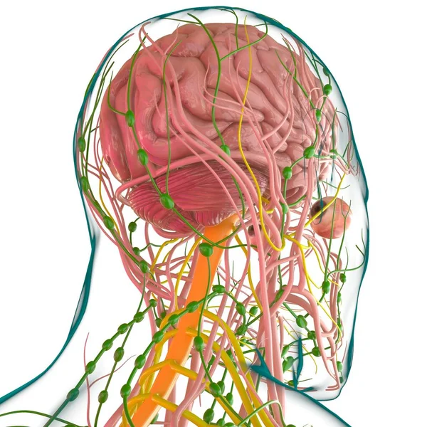 Anatomía Cerebral Humana Para Concepto Médico Ilustración — Foto de Stock