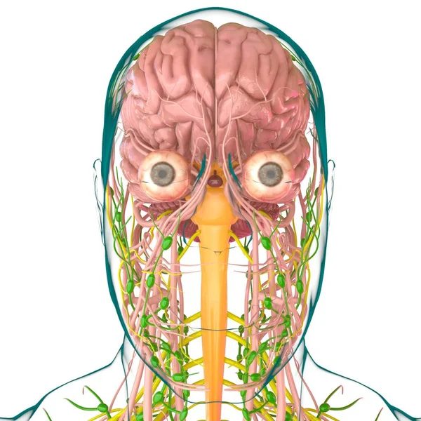 Anatomia Cérebro Humano Para Ilustração Médica Conceito — Fotografia de Stock