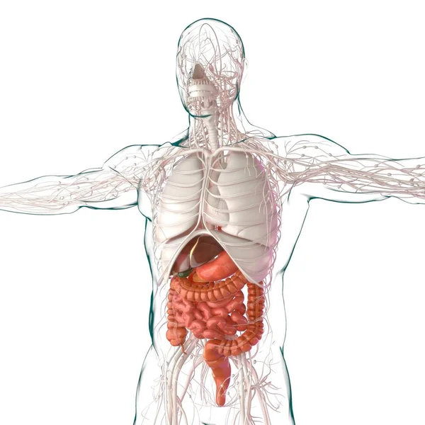 医療概念のためのヒト消化器系解剖学3Dイラスト — ストック写真