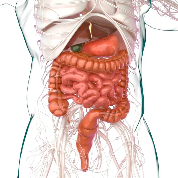 Anatomía Del Sistema Digestivo Humano Para Concepto Médico Ilustración —  Fotos de Stock