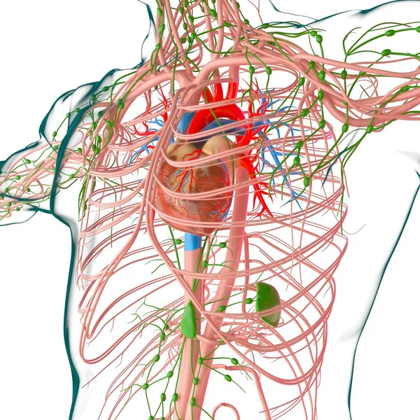 Coração Humano Com Anatomia Sistema Circulatório Para Ilustração Médica Conceito — Fotografia de Stock