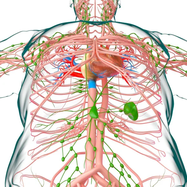 Tıbbi Konsept Boyutlu Llüstrasyon Çin Dolaşım Sistemi Anatomisi Olan Nsan — Stok fotoğraf