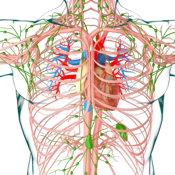 Människans Hjärta Med Cirkulationssystem Anatomi För Medicinskt Koncept Illustration — Stockfoto