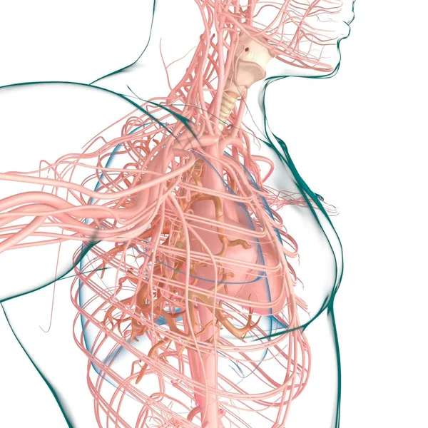 Lungs Human Respiratory System Anatomy Medical Concept Illustration — Stock Photo, Image