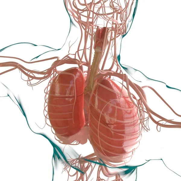 Ανατομία Του Ανθρώπινου Αναπνευστικού Συστήματος Για Ιατρική Ιδέα Εικονογράφηση — Φωτογραφία Αρχείου