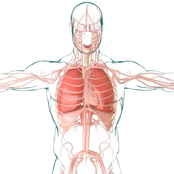 Płuca Ludzki Układ Oddechowy Anatomia Dla Medycznej Koncepcji Ilustracja — Zdjęcie stockowe